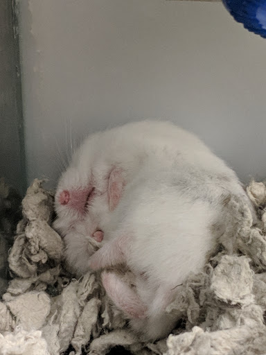 Pet Supply Store «Petco Animal Supplies», reviews and photos, 2131 Pleasant Hill Rd, Duluth, GA 30096, USA