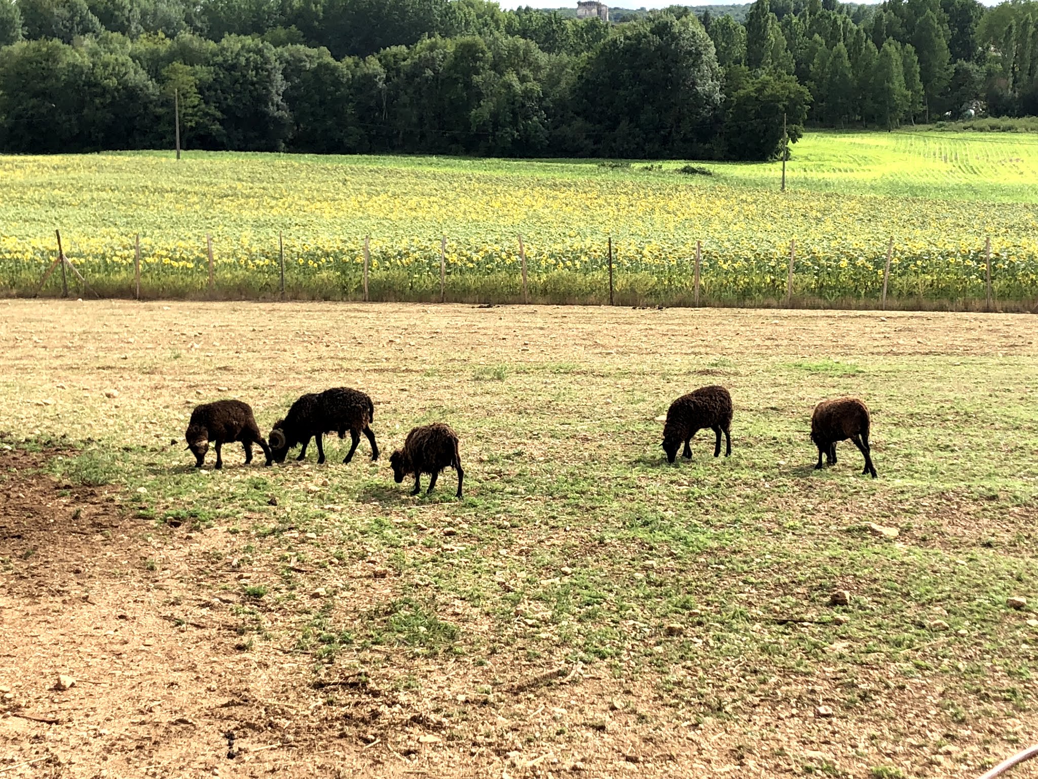 Photo n° 1 de l'avis de Izzie. fait le 26/07/2019 à 19:34