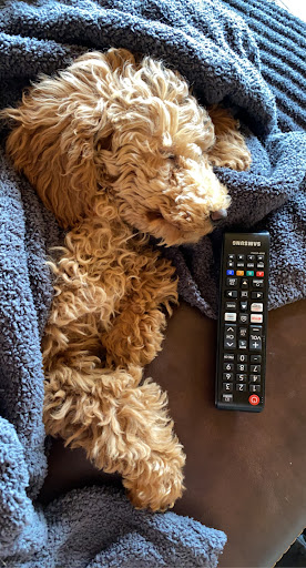 Pet Supply Store «Pet Ranch», reviews and photos, 3823 E 120th Ave, Denver, CO 80233, USA