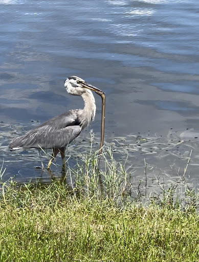 Park «Nathan Benderson Park», reviews and photos, 5851 Nathan Benderson Circle, Sarasota, FL 34235, USA