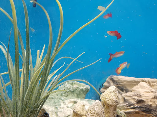 Pet Supply Store «PetSmart», reviews and photos, 620 N West End Blvd, Quakertown, PA 18951, USA