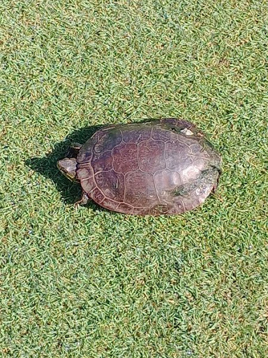 Golf Club «Amana Colonies Golf Club», reviews and photos, 451 U Ave, Amana, IA 52203, USA