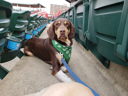 Stadium «UPMC Park», reviews and photos, 110 E 10th St, Erie, PA 16501, USA