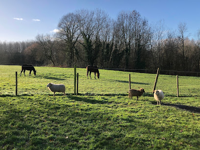 Ecopâturage O'SHEEP : Entretenir vos espaces verts avec des moutons en Belgique