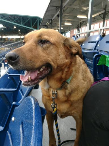Stadium «Durham Bulls Athletic Park», reviews and photos, 409 Blackwell St, Durham, NC 27701, USA