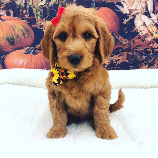 Pet Store «Happiness Is Pets Vi», reviews and photos, 616 E Roosevelt Rd, Lombard, IL 60148, USA