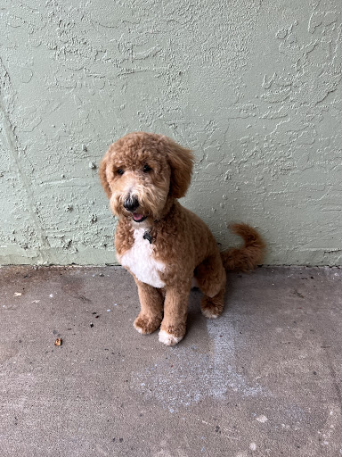 Pet Supply Store «Woof Gang Bakery & Grooming Lake Mary», reviews and photos, 1210 International Pkwy #118, Lake Mary, FL 32746, USA