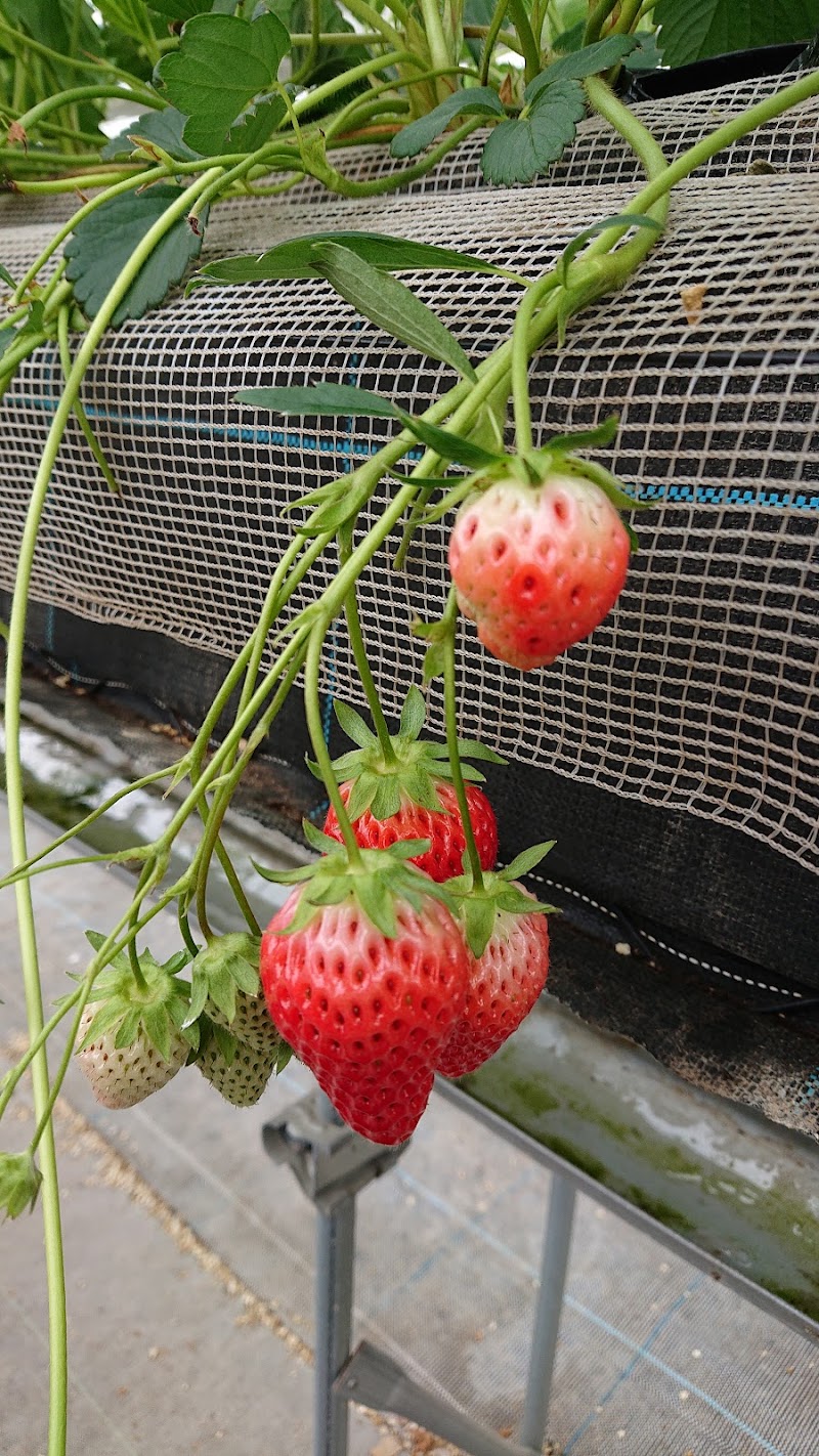 やまがたいちご楽園 雅