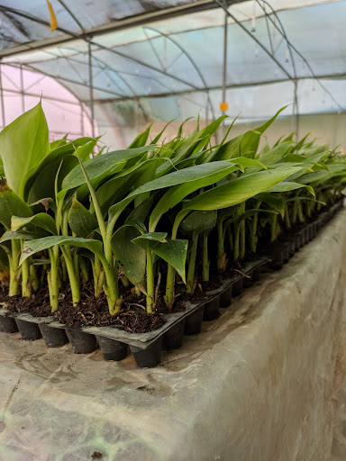 Sri Ratnam Biotech LLP L Plant Tissue Culture Laboratory Plant Tissue 