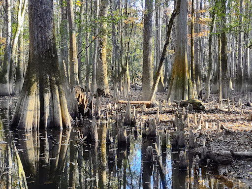 National Park «Congaree National Park», reviews and photos