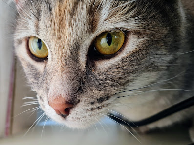 TLC House & Pet Sitting Service, LLC 