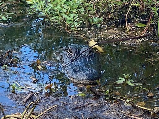 Sightseeing Tour Agency «Wild Willys Airboat Tours», reviews and photos, 4715 Kissimmee Park Rd, St Cloud, FL 34772, USA