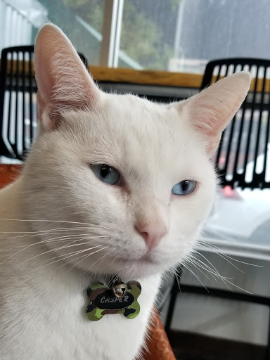 Car Detailing Service «Aqua Hand Car Wash & Detail», reviews and photos, 1013 Montrose Blvd, Houston, TX 77019, USA