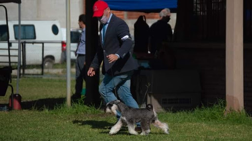 Peluqueria Canina Especializada en Schnauzer Y Terriers Martin Marenda