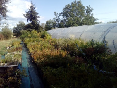 Nanou plantes à Meung-sur-Loire