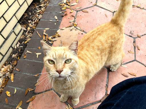 Museum «Ybor City State Museum», reviews and photos, 1818 E 9th Ave, Tampa, FL 33605, USA