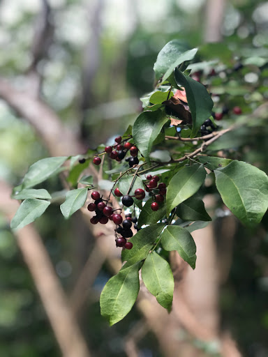 Park «Simpson Park», reviews and photos, 5 SW 17th Rd, Miami, FL 33129, USA