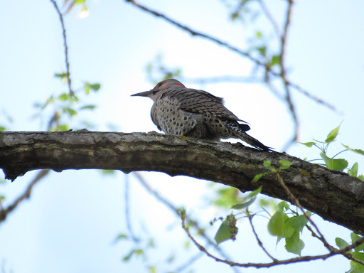 Nature Preserve «Westwood Hills Nature Center», reviews and photos, 8300 W Franklin Ave, St Louis Park, MN 55426, USA