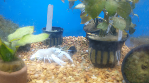 Pet Supply Store «Petco Animal Supplies», reviews and photos, 1410 N Loop 336 W, Conroe, TX 77304, USA