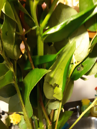 Florist «Petals With Style», reviews and photos, 117 S West End Ave, Lancaster, PA 17603, USA