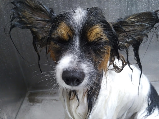 Pet Supply Store «Lemos Feed & Pet Supply», reviews and photos, 1320 Main St, Morro Bay, CA 93442, USA