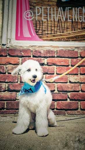 Pet Supply Store «Pet Haven», reviews and photos, 626 N Glenoaks Blvd, Burbank, CA 91502, USA