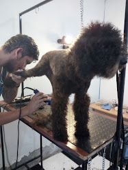 Dog Barber Antofagasta peluquería canina