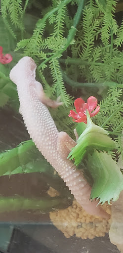 Pet Store «PetSmart», reviews and photos, 10451 Baltimore St NE, Blaine, MN 55449, USA