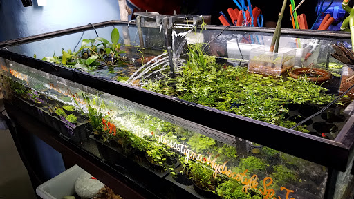 Aquarium «Pacific Aquarium & Plant Inc», reviews and photos, 46 Delancey St #1, New York, NY 10002, USA