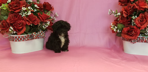 Pet Store «Puppy City», reviews and photos, 3343 Valley Pike, Winchester, VA 22602, USA