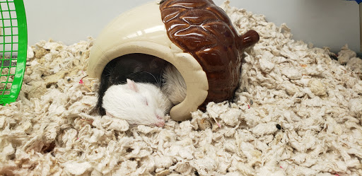 Pet Supply Store «Petco Animal Supplies», reviews and photos, 9230 Old Keene Mill Rd b, Burke, VA 22015, USA