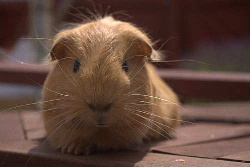 Pet Store «Pets Plus», reviews and photos, 454 TN-46, Dickson, TN 37055, USA