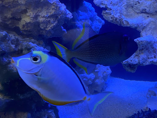 Explore halloween theme tattoo ideas, creative tattoo ideas in Cary, available at Fine Art Body Piercing By Lilith Mae