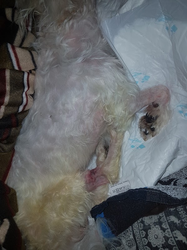Imagen de Hospital Clínic Veterinari (25 de 25)