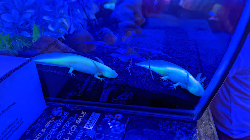 Pet Store «Aquarium Designs», reviews and photos, 15229 San Pedro Ave, San Antonio, TX 78232, USA