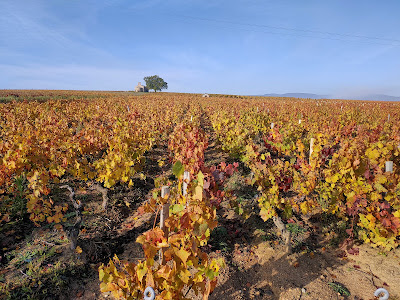 Domaine CHAVRIER à Charentay