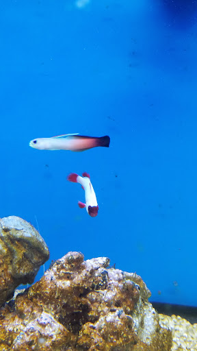 Pet Supply Store «Petco Animal Supplies», reviews and photos, 24413 Crenshaw Blvd #8, Torrance, CA 90505, USA