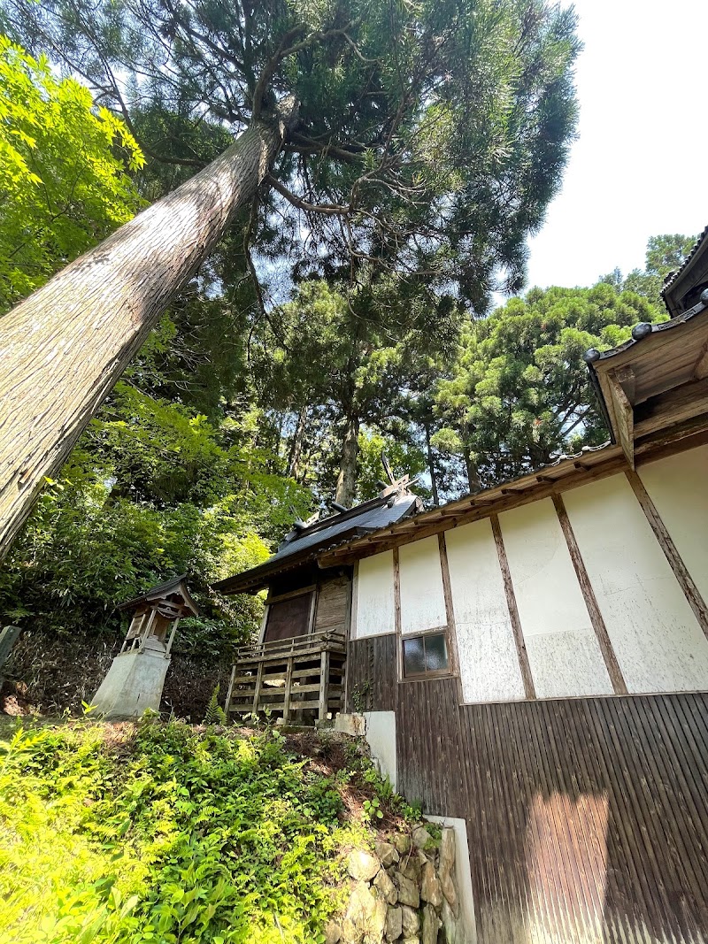 本宮神社の大杉