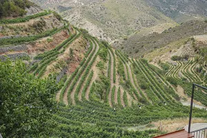 Tsiakkas Winery image