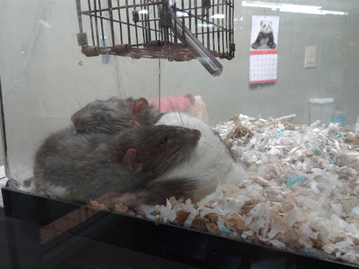 Pet Store «Southside Pet Shop», reviews and photos, 7031 Southside Dr, Louisville, KY 40214, USA