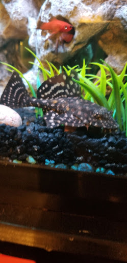 Pet Supply Store «Petco Animal Supplies», reviews and photos, 10383 Reisterstown Rd, Owings Mills, MD 21117, USA