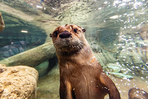 Aquarium «Texas State Aquarium», reviews and photos, 2710 N Shoreline Blvd, Corpus Christi, TX 78402, USA