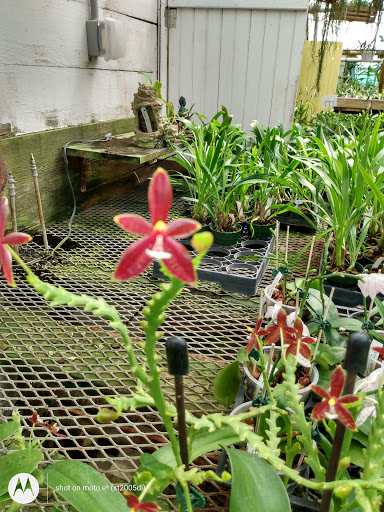 Florist «Little Brook Orchids», reviews and photos, 25 Rider Ave, Lancaster, PA 17603, USA