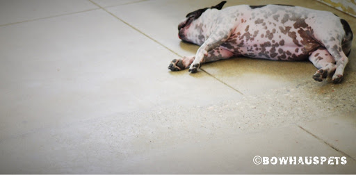 Dog Day Care Center «The Bowhaus Pet Company», reviews and photos, 2472 E Colorado Blvd, Pasadena, CA 91107, USA