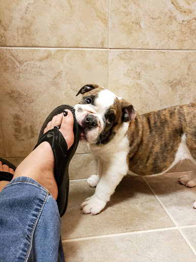 Pet Store «Perfect Pets», reviews and photos, 6840 S University Blvd #410, Centennial, CO 80122, USA