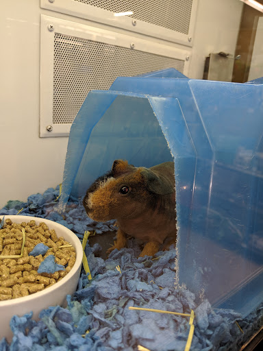 Pet Supply Store «Petco Animal Supplies», reviews and photos, 5047 E Marketplace Dr, Flagstaff, AZ 86004, USA