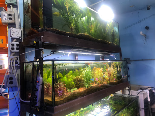 Aquarium «Pacific Aquarium & Plant Inc», reviews and photos, 46 Delancey St #1, New York, NY 10002, USA