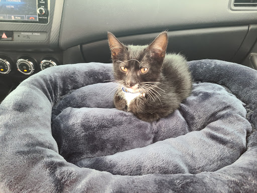 Pet Supply Store «PetSmart», reviews and photos, 919 Lakeland Park Center Dr Unit 380, Lakeland, FL 33809, USA