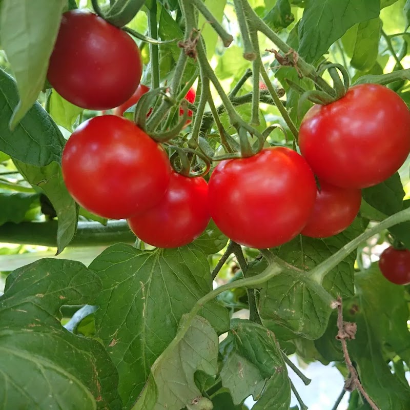 タムラ農園 トマト