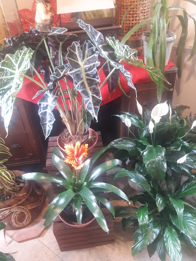 Florist «Ibritz Flower Decoratif», reviews and photos, 6130 Massachusetts Ave, New Port Richey, FL 34653, USA